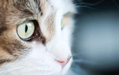 Saiba porque seu pet precisa fazer um exame oftalmológico