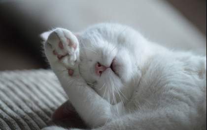 Seu gato dorme muito? Entenda o motivo e saiba se é normal