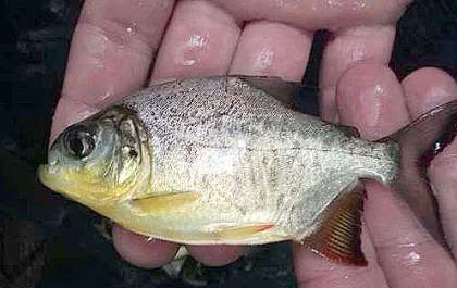 CTG solta 1 milhão de peixes e comemora o Dia do Meio Ambiente