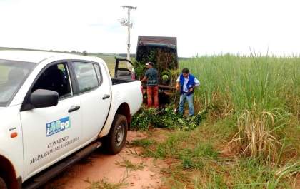 Comércio ambulante de mudas passa a ser proibido em Mato Grosso do Sul