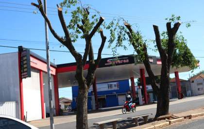 Moradores contestam poda de árvores em Birigui