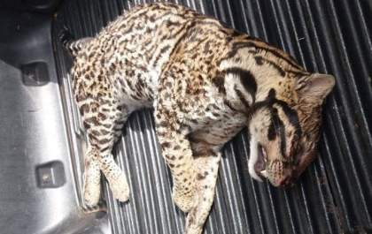 Jagartirica morta em vicinal
