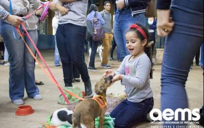 1ª Feira de Adoção da Aems arrecada mais de 400kg de ração