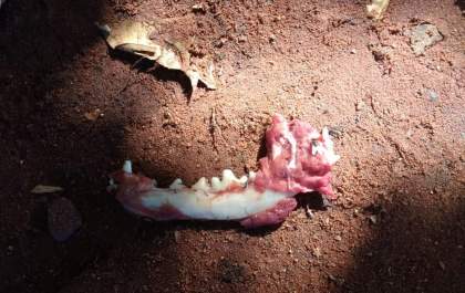 Mulher mata cachorra e esconde os órgãos do animal dentro do sutiã para doar