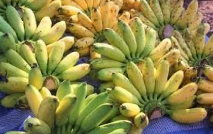 Incentivo ao plantio de banana em Pereira Barreto