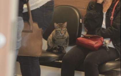 Gato foge de casa para acompanhar velório de dona morta em acidente