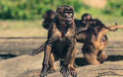 Cientistas criam macacos com autismo para testar novos medicamentos