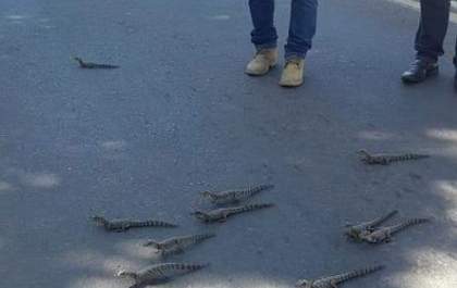 Filhotes de jacaré paralisaram o trânsito para atravessarem a rua