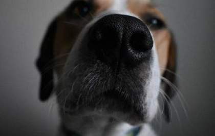 Vendas de animais estão proibidas no Facebook