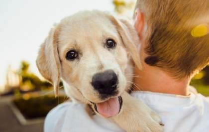 Cachorro escuta até sua lágrima antes cair, você sábia?