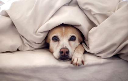 Inverno é a época mais propícia para gripe em animais. Saiba como cuidar