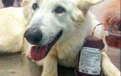 Hospital Veterinário Mundo Animal em Andradina está aceitando doação de sangue