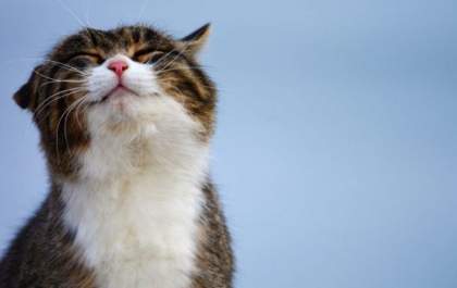 Mito ou verdade: Ronronar do gato faz mal para a saúde humana?
