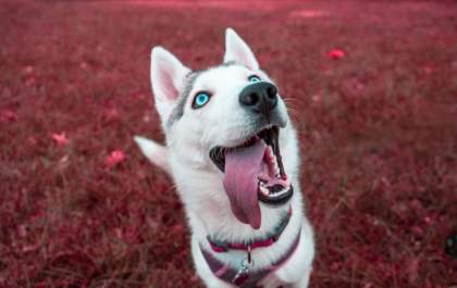 Raiva canina: Saiba como identificar e evitar
