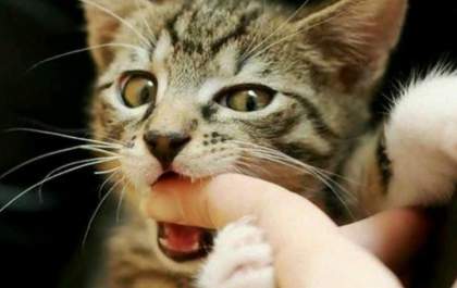 Está com um felino novo na família? Veja mais de 400 ideias para batizar o seu pet