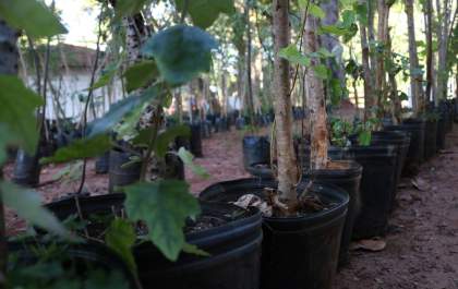 Prefeitura quer terras particulares para o plantio de 200 mil mudas de árvores