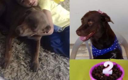 A Bella sumiu.Vamos ajudar a encontrá-la?