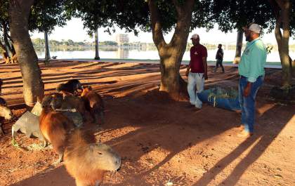 Equipe de Agronegócio volta a alimentar capivaras