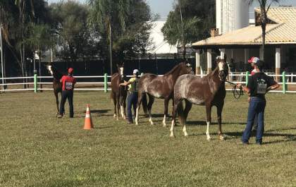 Mangalargas e ovinos são julgados na Expô