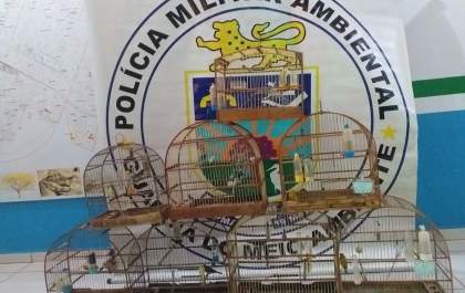 Homem é multado em R$ 4 mil ao ser flagrado com aves nativas no Vila Verde
