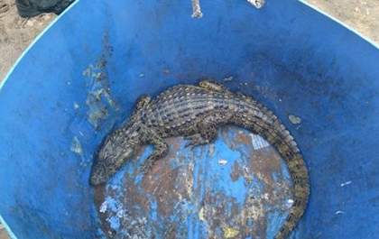 Jacaré capturado em lagoa de tratamento de penitenciária