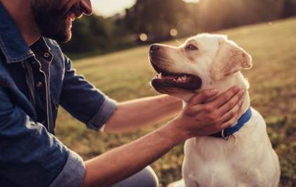 Carga emocional dos donos pode gerar estresse para os cães