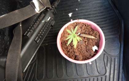PM apreende um pé de maconha na Vila Piloto