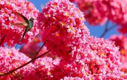 Primavera começa hoje, mas chuvas devem se fixar só em outubro