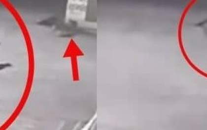 Bebê jogado em bueiro e salvo por cachorros<p><br></p>