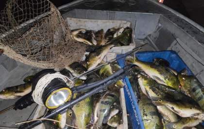 Homens recebem R$ 4,4 mil em multas por pesca de tucunaré com arpão