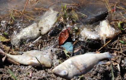 Meio Ambiente investiga ocorrência de mortandade de peixes na Lagoa Maior