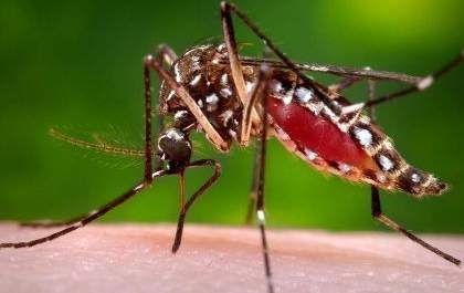 Casos notificados suspeitos de Dengue continuam caindo em Três Lagoas