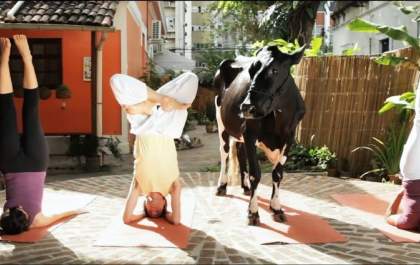 Ponto MIS: Cine Paiaguás exibe “Animal Político” neste sábado