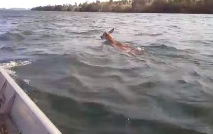 Cervo é flagrado por pescadores fugindo de incêndio na Ilha Comprida