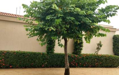 Desconto no IPTU para quem plantar e cuidar de árvore volta à pauta