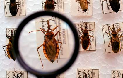 Doença de Chagas: Saiba qual sua relação com o coração