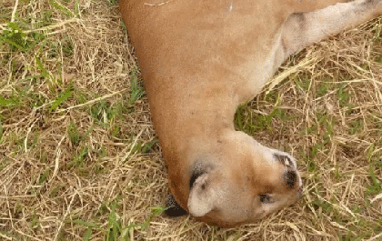 Onça-parda morre atropelada em rodovia