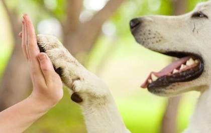 Adoção Responsável - O que você precisa saber antes de adotar um pet