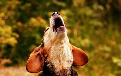 Seu cachorro late muito? Saiba o que pode ser