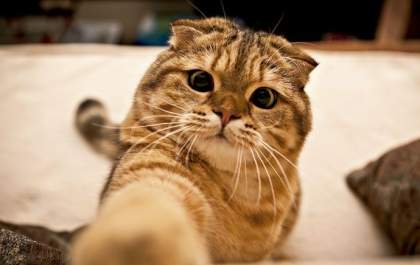 Mitos e Verdades sobre Gatinhos