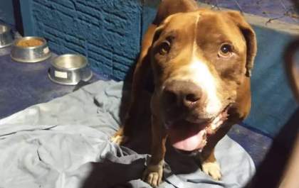 Vítima de maus tratos, Pitbull espera por um novo lar