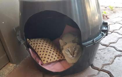 Moradora de Três Lagoas constrói casinhas para cães e gatos abandonados