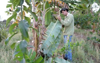 Agroflorestas conciliam produção de alimentos e proteção ambiental