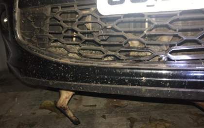 Lobinho é atropelado na BR-262, fica preso em automóvel e sobrevive