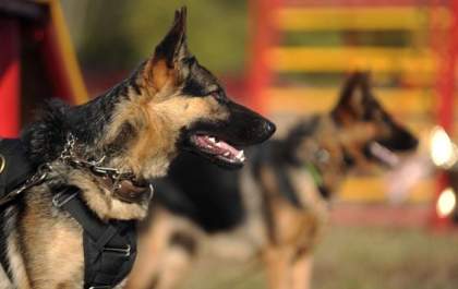 Birigui quer proibir uso de cães por empresas de segurança