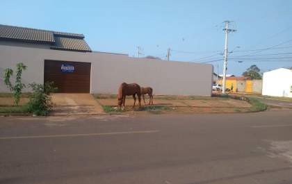 Cavalos pastam tranquilamente no Setsul em Três Lagoas&nbsp;