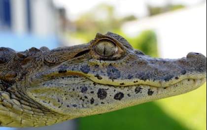 Jacaré morre após 21 anos no zoológico de Araçatuba