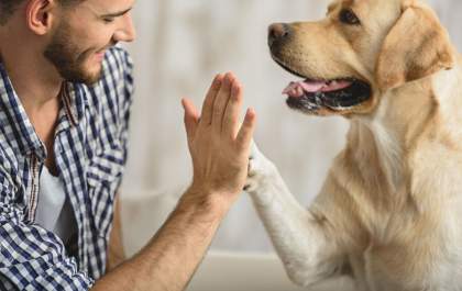 Dia do Veterinário: conheça o cachorrinho Cartucho que luta pela sobrevivência