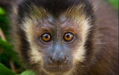 Macaco prego foge de queimadas e está perdido na região da rodoviária em Três Lagoas