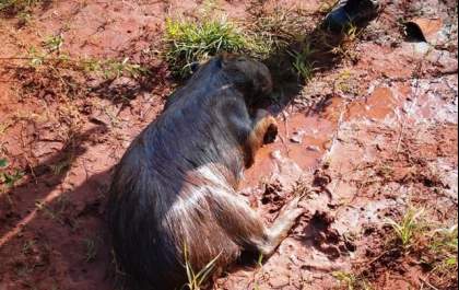 Homem é detido após tentar matar capivara a pauladas em Três Lagoas